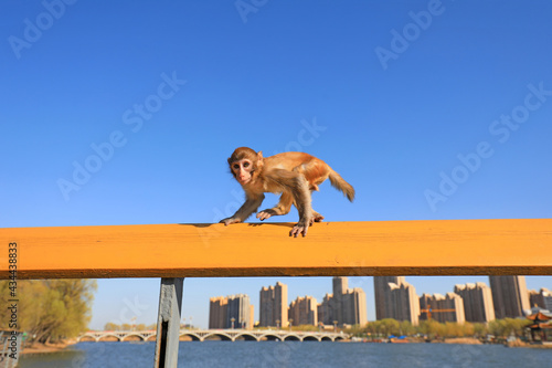 A pet monkey plays on a wooden handrail in a park, North China