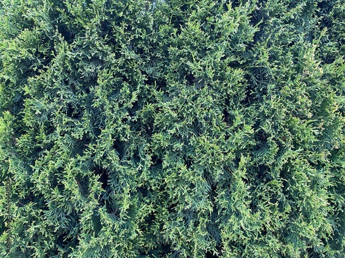 texture of green leaves