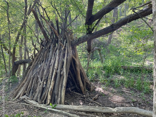 tree in the woods