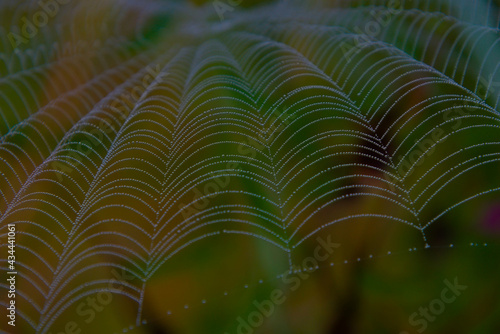 Toile araignée gonflée sur fond vert 