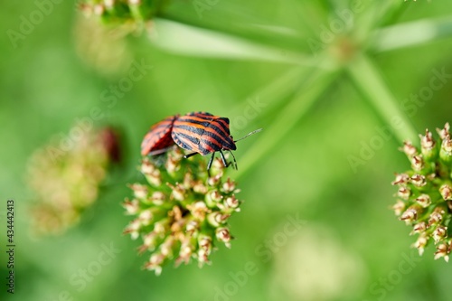 ladybird on a branch