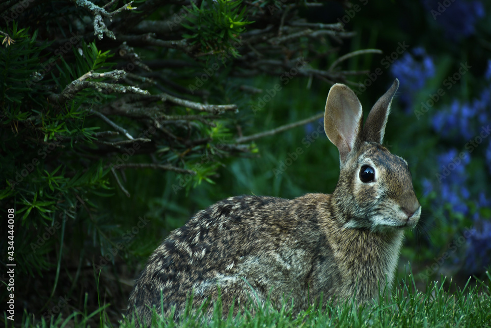 Fototapeta premium Rabbit in the grass