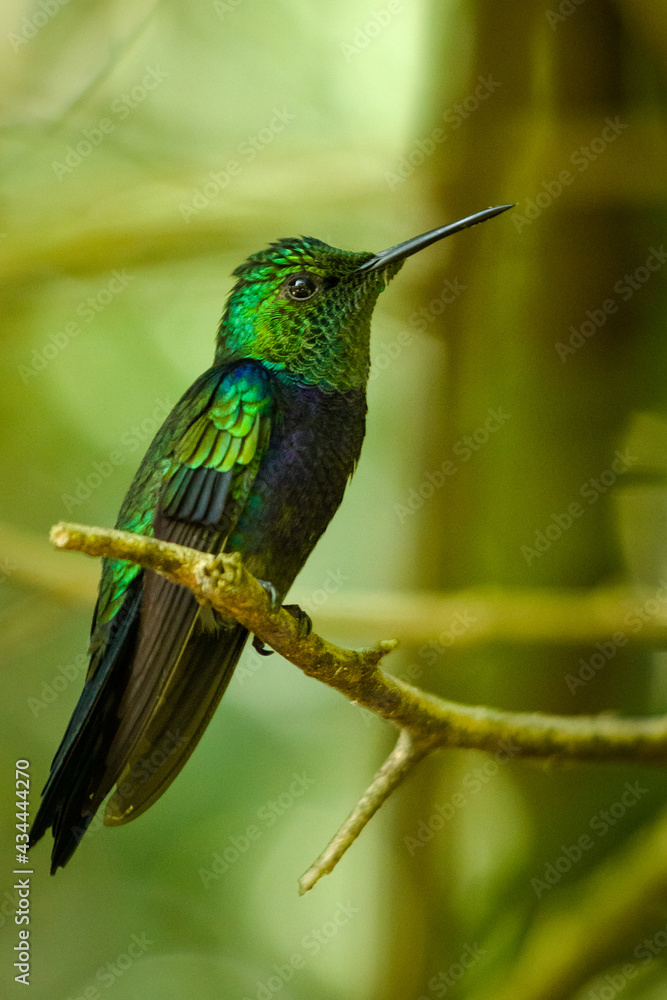 Fototapeta premium hummingbird on a branch
