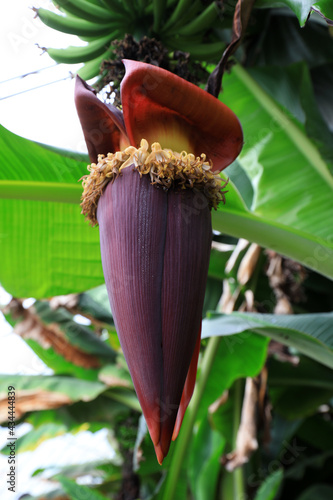Immature banana fruits and exotic flowers on the plant