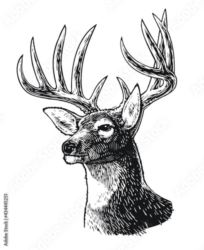 deer head silhouette photo