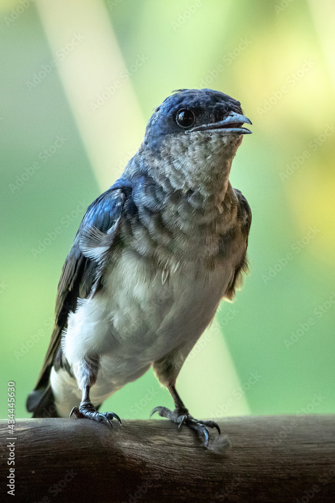 Naklejka premium bird on a fence