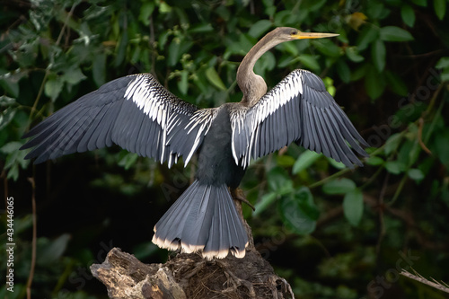 bird in flight photo