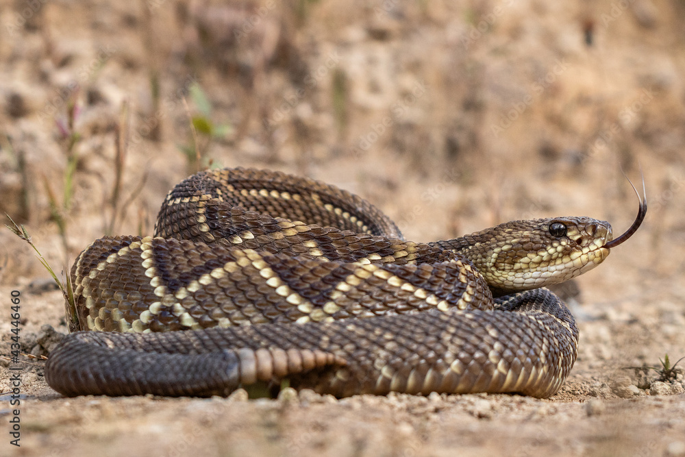 Obraz premium close up of a rattlesnake