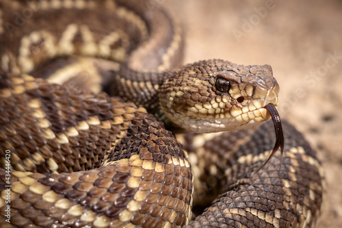 close up of a rattlesnake