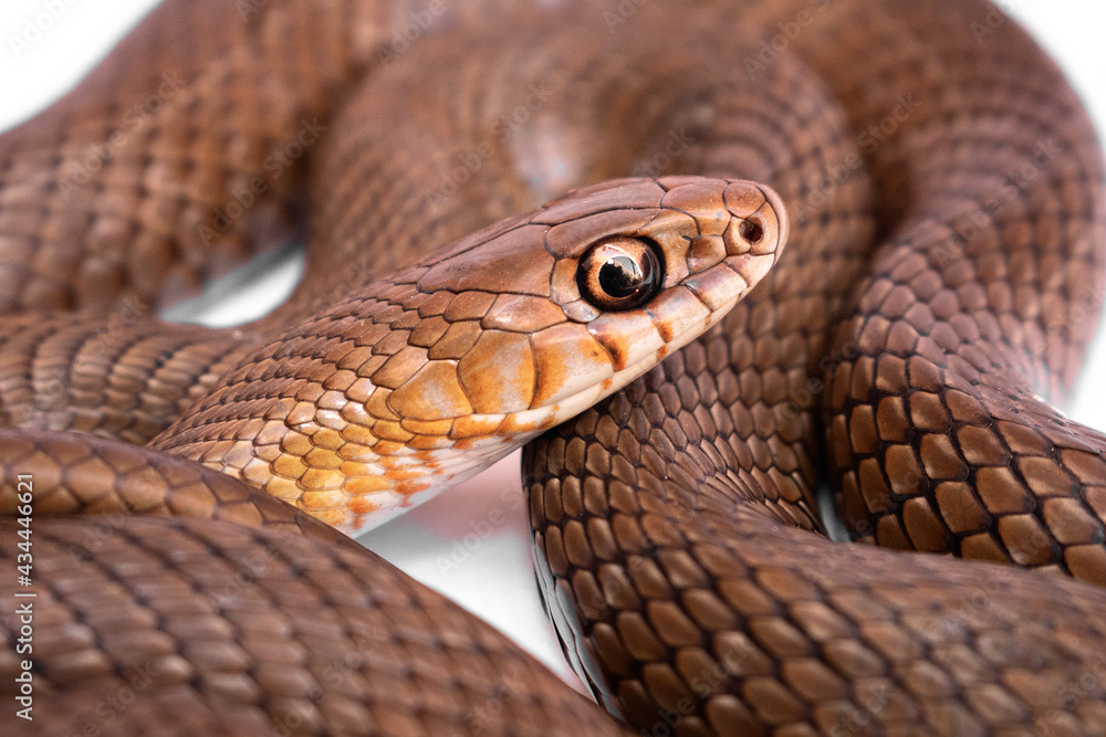 Fototapeta premium close up of a snake on a white background