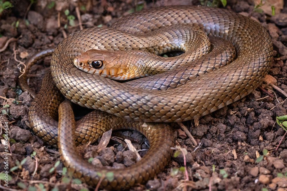 snake on the ground snake on the ground