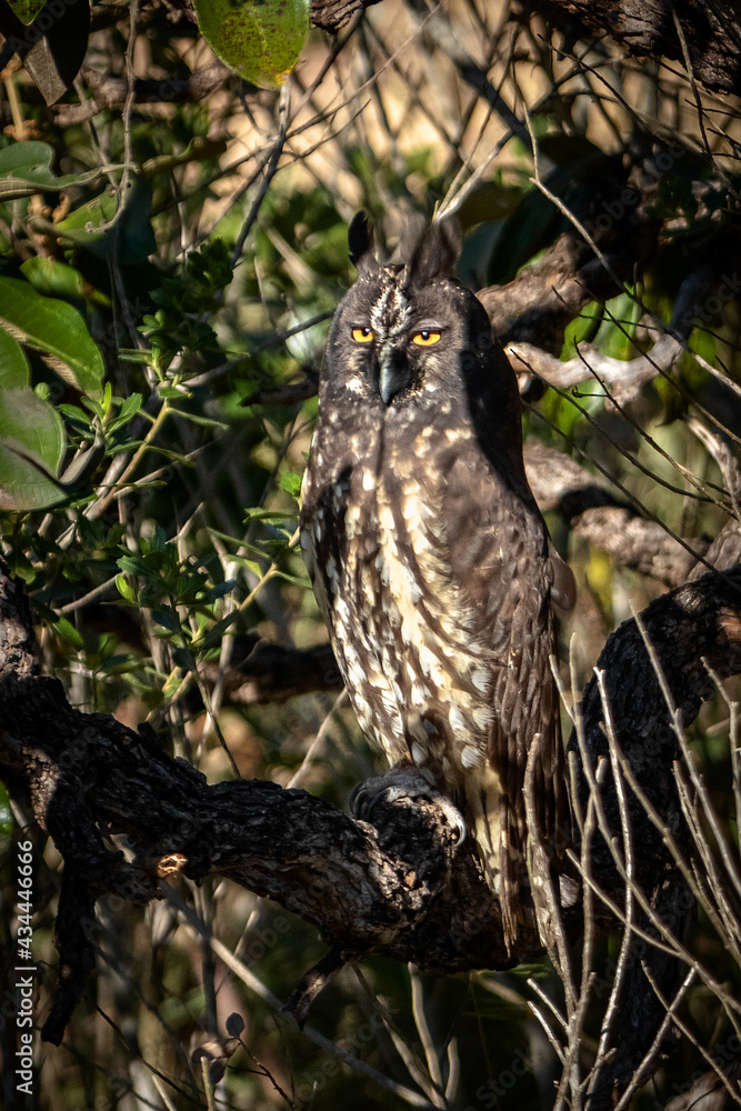 Obraz premium owl in the tree