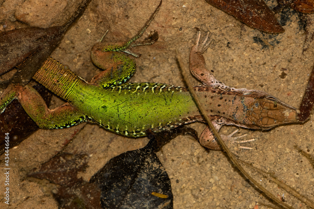 Obraz premium lizard on the stone