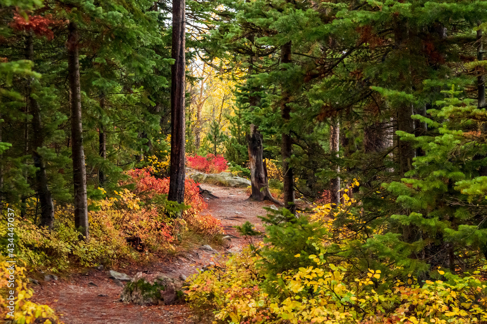 colorful autumn foliage on the trail paths near Jenny Lake in Grand Teton national PArk. colorful autumn foliage on the trail paths near Jenny Lake in Grand Teton national PArk.
