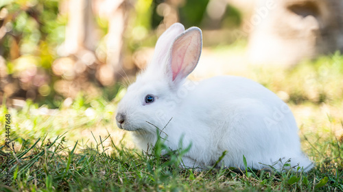 white hare bunny in the grass 