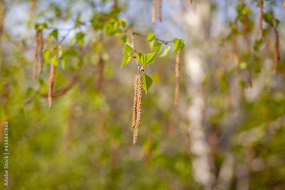 Fototapeta premium Nice sunny view of the birch branches. Buds and bright green, small leaves thrives. Decorative birch flower- long, slender catkins hang on tree branches. The arrival of spring, seasonal allergies.