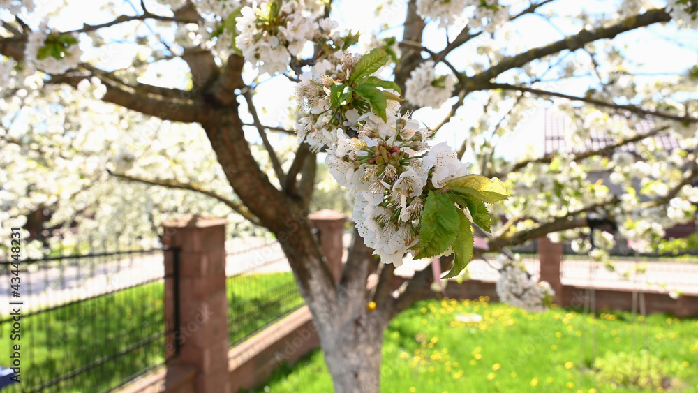 Blooming tree in spring in sunny weather Blooming tree in spring in sunny weather