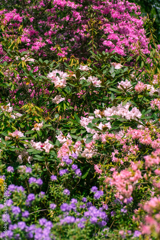 Multi-colored Rhododendron blossoms texture