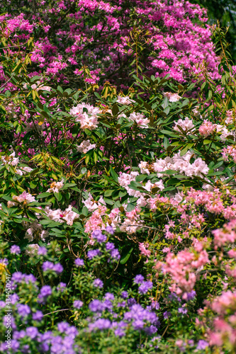 Multi-colored Rhododendron blossoms texture