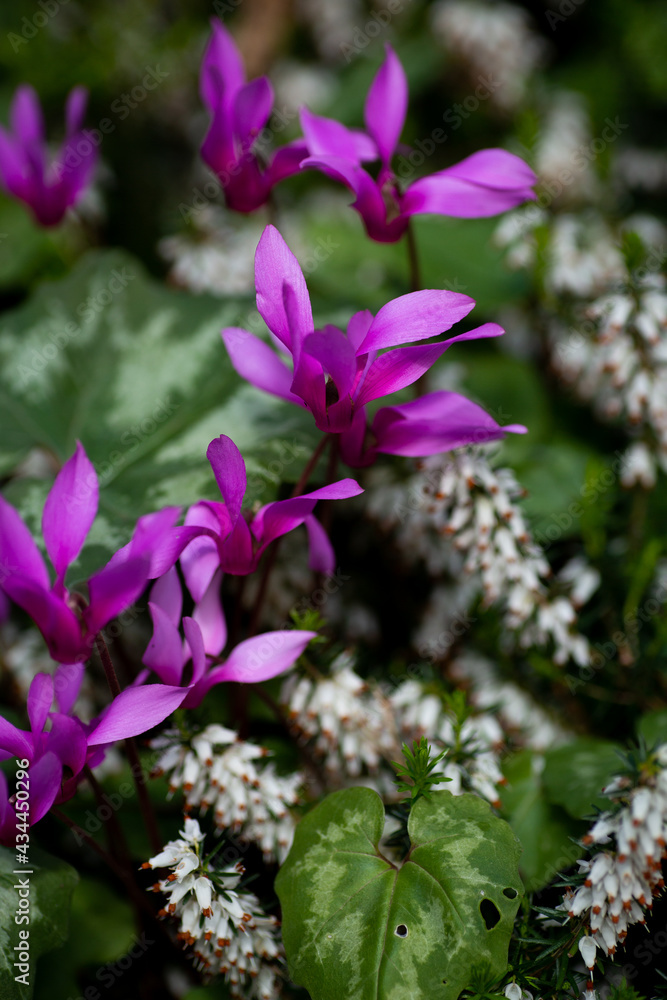 Purple cyclamen flowers in a garden Purple cyclamen flowers in a garden