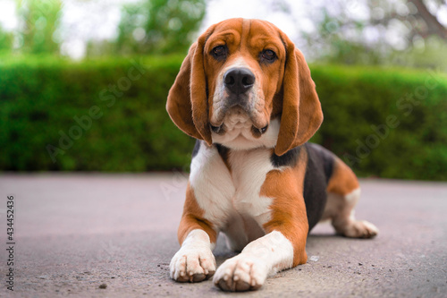 Cute beagle with serious face is lying on asphalt path outside during walk in city park, blurred background with green bushes and trees, front view. Portrait of lovely dog.