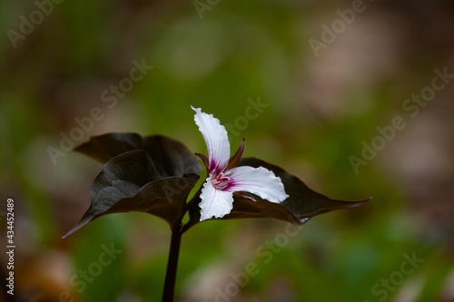 A painted trillium flower in the Adirondack forest photo