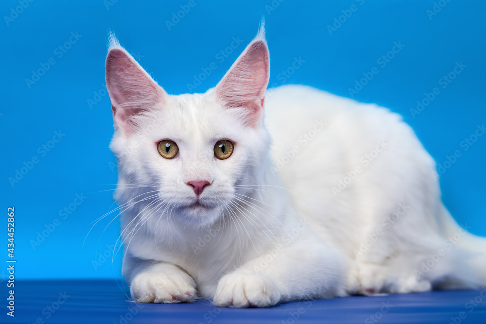 Cute Maine Coon Cat - large domesticated longhair cat breed. Portrait of white color female American Coon Cat looking at camera, lies on blue background.