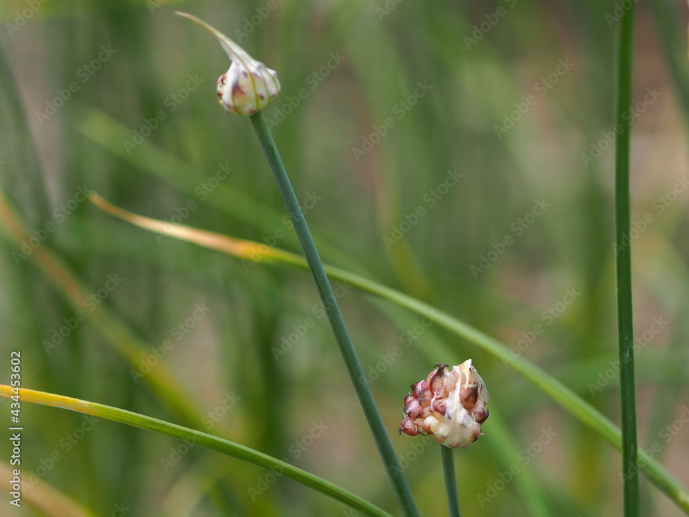 ラッキョウのむかごのアップ