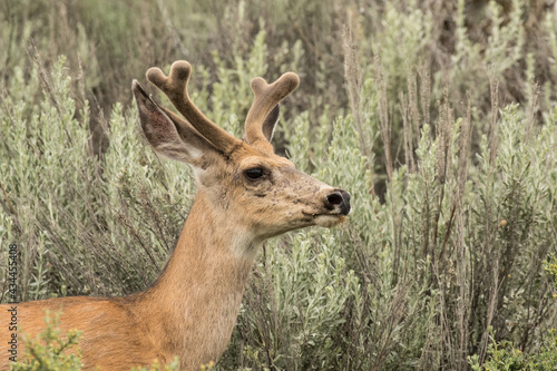 Mule Deer Buck