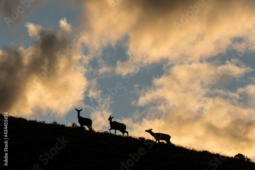 Idaho Elk at Sunset