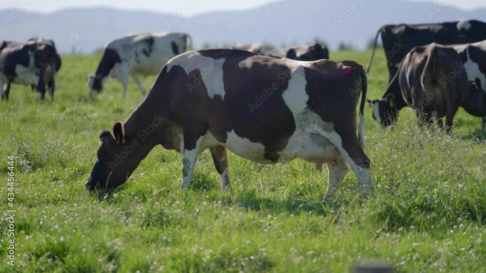 Black and white Holstein Friesian female cow grazing in lush grass field Black and white Holstein Friesian female cow grazing in lush grass field