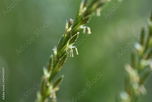 Perennial ryegrass flowers. Poaceae prennial grass.