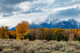 majestic snow capped Grand Teton mountain range surrounded by golden yellow colored aspen and birch trees in autumn.
