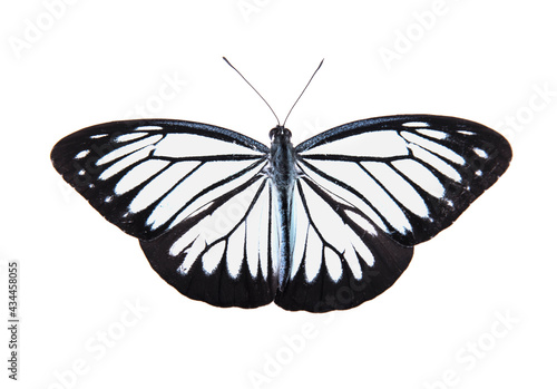 Black butterfly isolated on white background