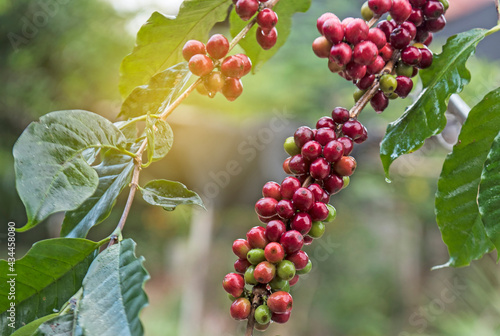 Water drop of Coffee plant  isoated in garden