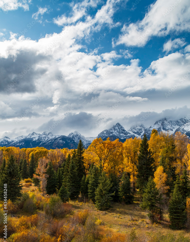 majestic snow capped Grand Teton mountain range surrounded by golden yellow colored aspen and birch trees in autumn. majestic snow capped Grand Teton mountain range surrounded by golden yellow colored aspen and birch trees in autumn.