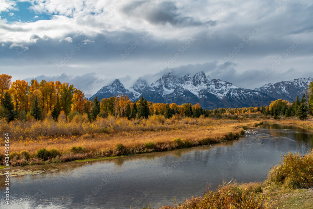 dramatic autumn landscape of the snow capped  Grand teton mountain range surrounded by golden colored leaves of aspen and birch trees .