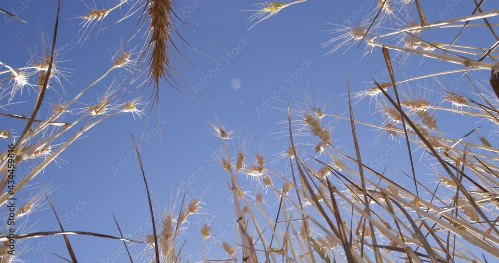 view from ground wheat harvest field view from ground wheat harvest field