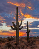 Two Saguaro Cactus At Sunset In Arizona