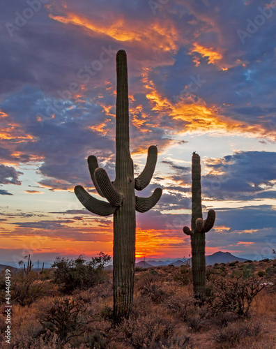 Two Saguaro Cactus At Sunset In Arizona © Ray Redstone
