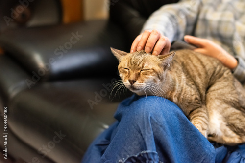 woman hold his cat on his thighs