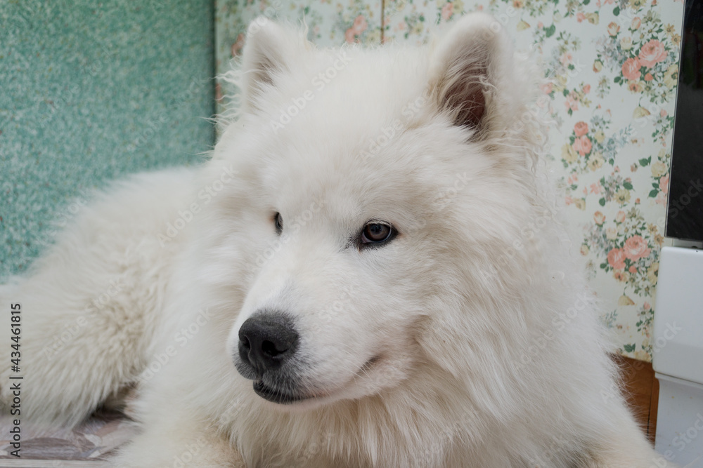 Adorable samoyed puppy lies on the floor in the room and looks away