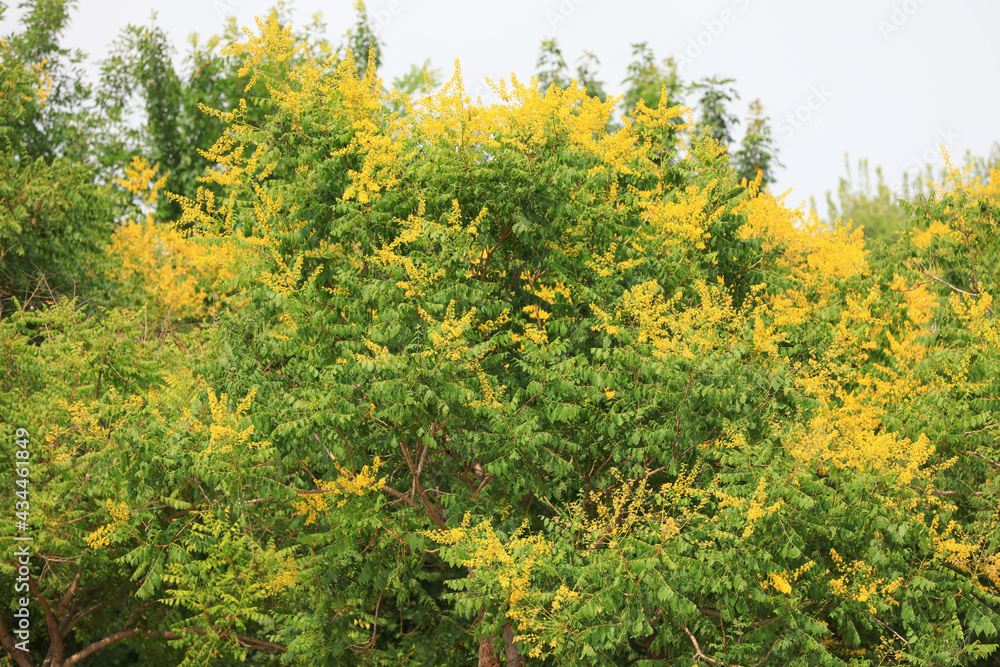 Koelreuteria flowers in the park, North China Koelreuteria flowers in the park, North China