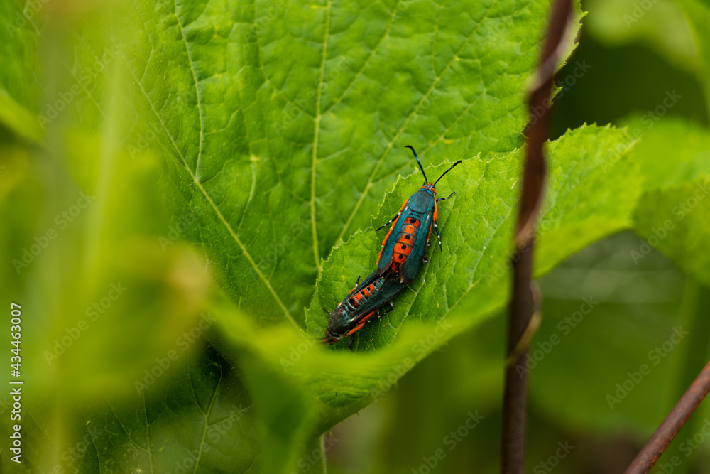Two Squash Vine Borer Moths on Squash Plant Leaf Garden Pests Stock