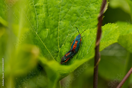 Fotografie Two Squash Vine Borer Moths on Squash Plant Leaf: Garden Pests