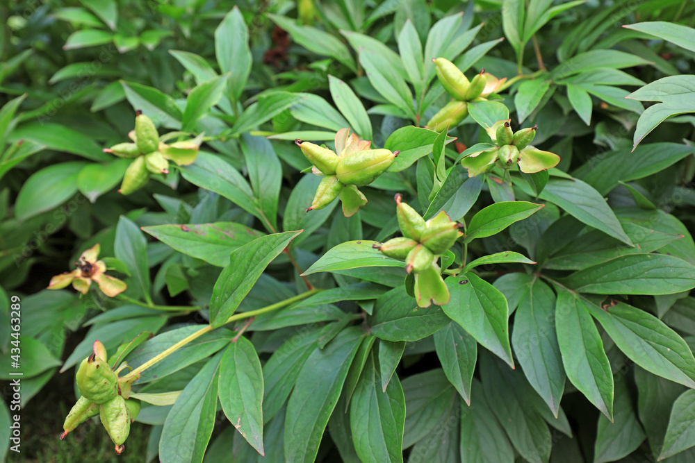 Peony seeds in botanical garden, North China Peony seeds in botanical garden, North China