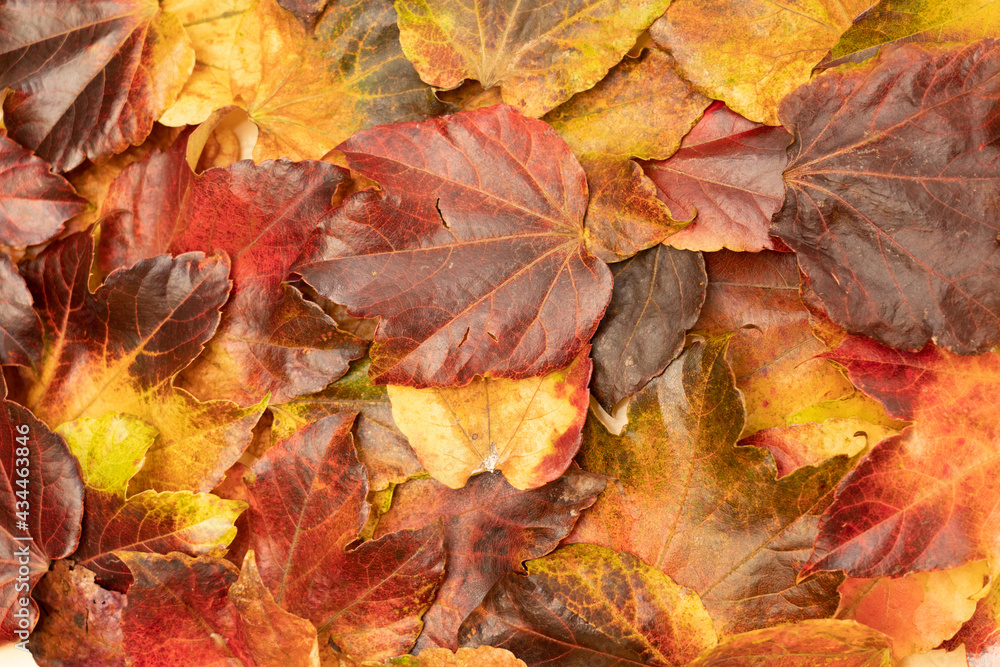 蔦の紅葉 蔦の紅葉