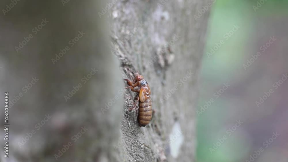 Periodical Brood X cicadas emerge after 17 years underground Stock ...