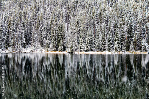 evergreens, pine trees covered in snow with their reflection on a a calm lake in Yellowstone National Park in Wyoming.