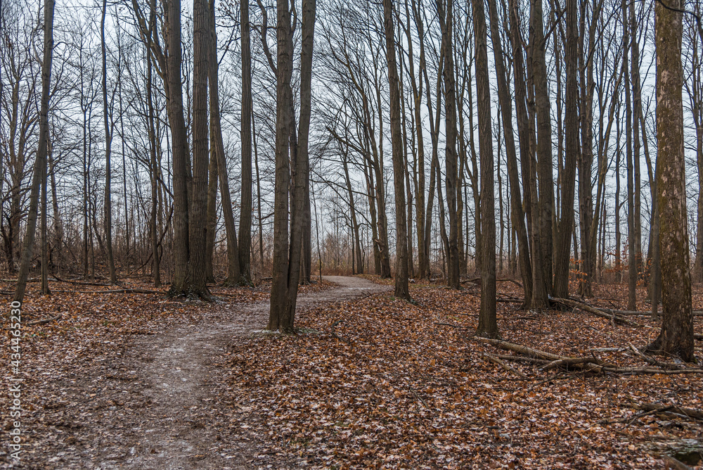 Obraz premium Forest in winter time